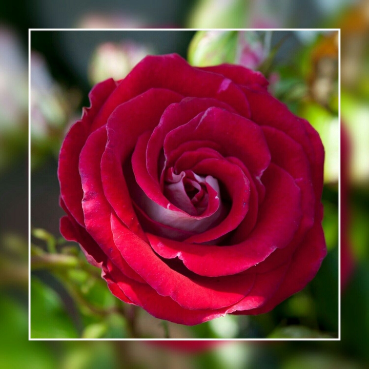 Ich liebe Rosen