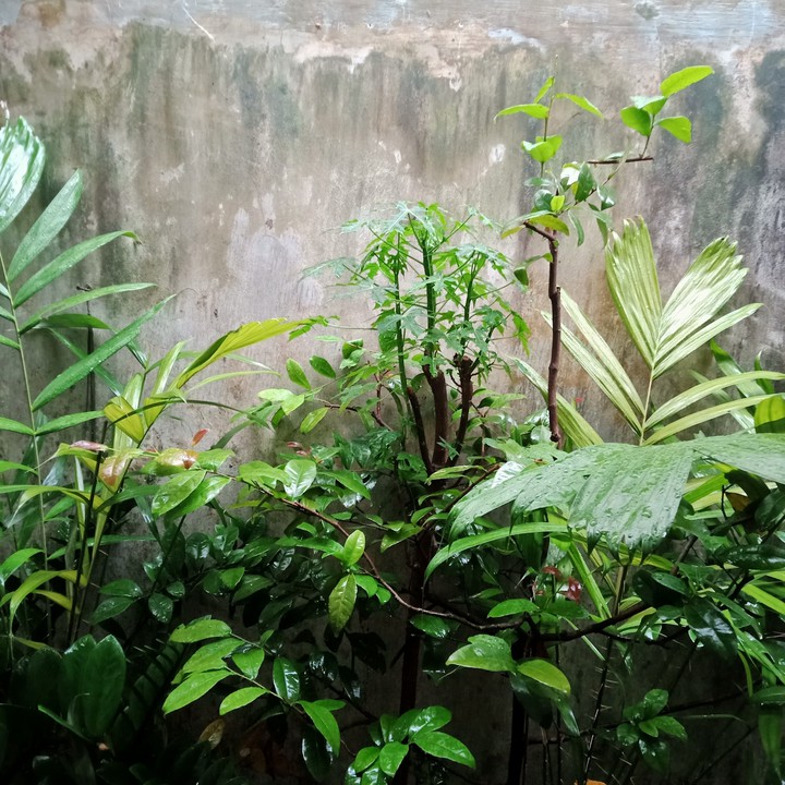 my backyard