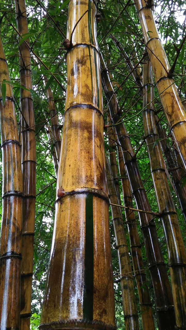 bamboo