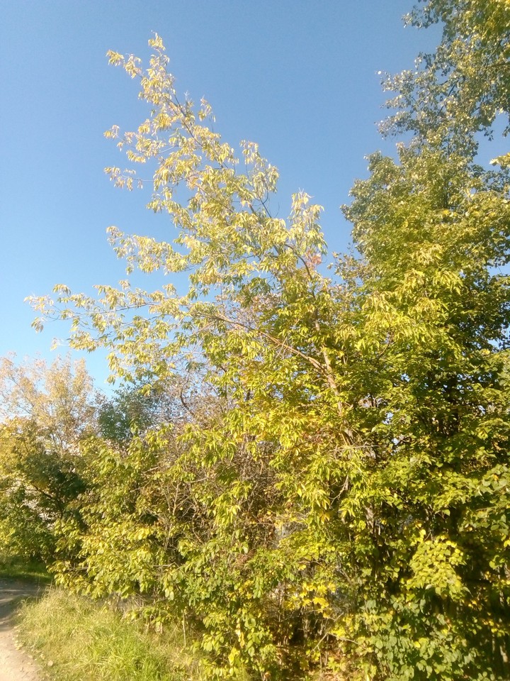осень
