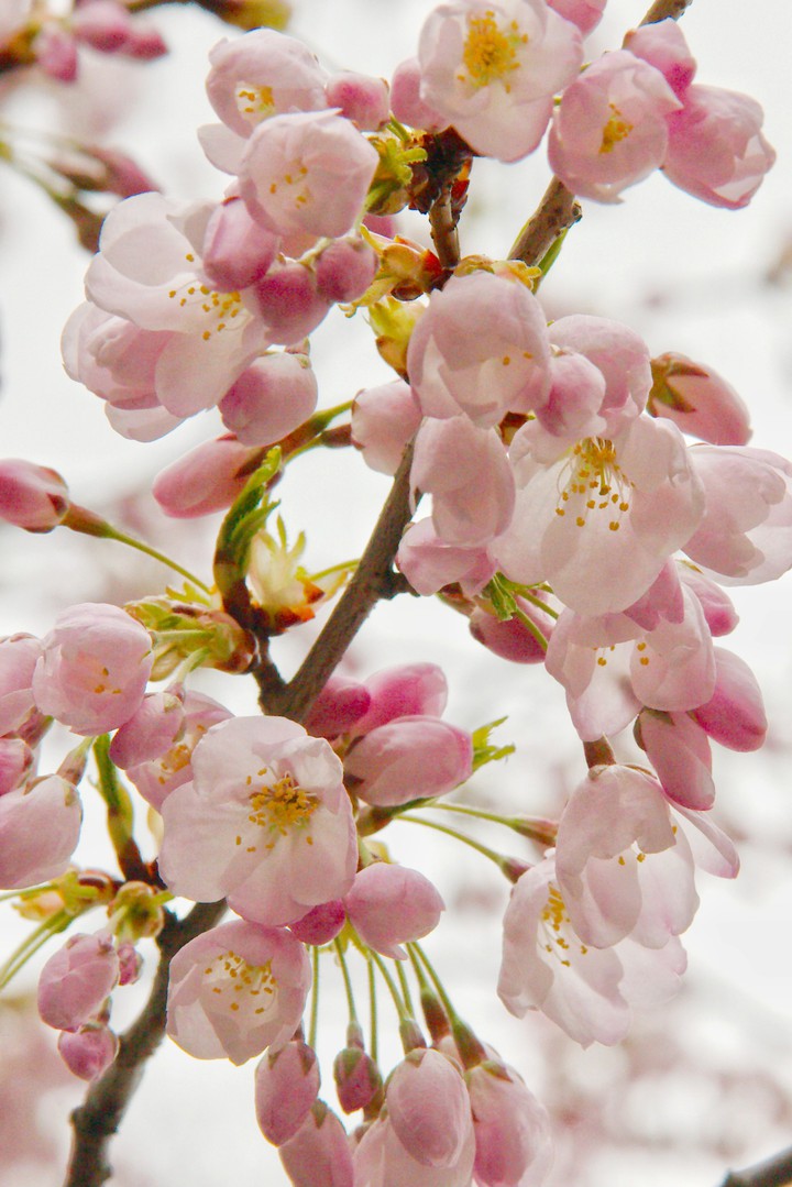 Pink Cherry Blossoms