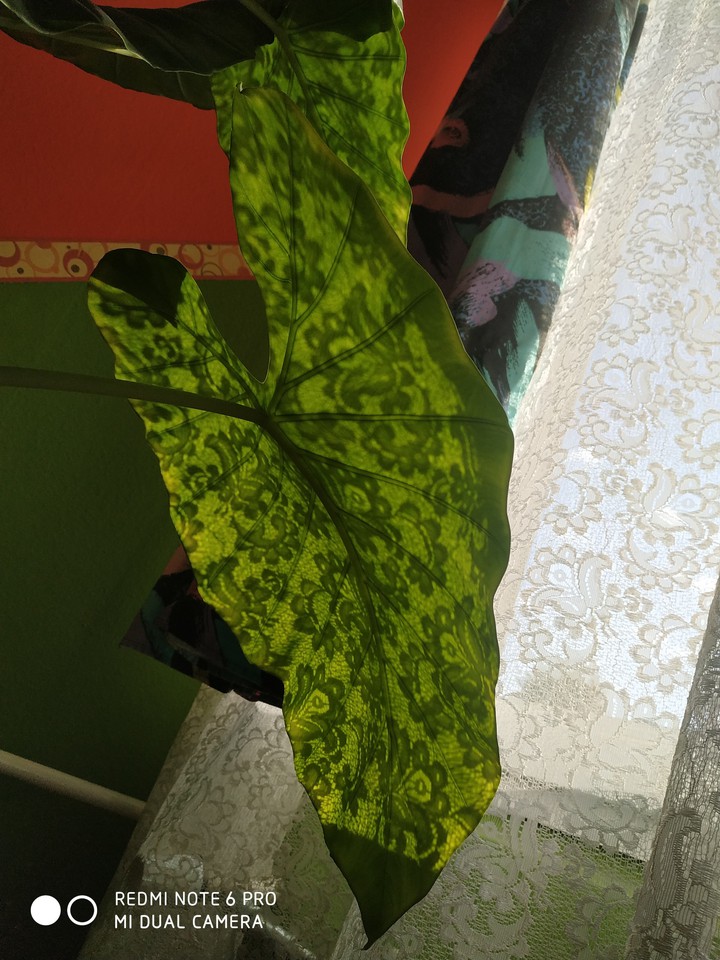 plant