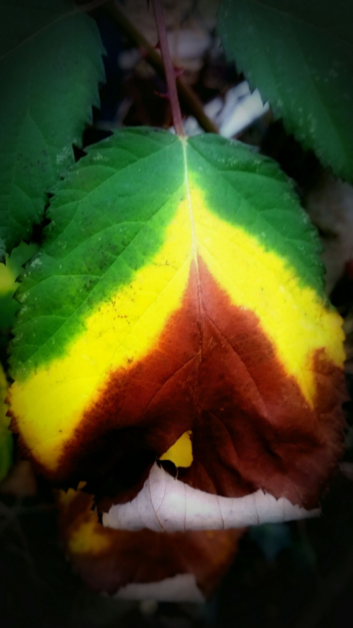 Color