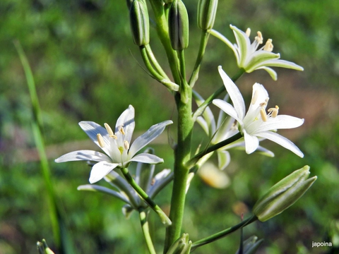 cluster-lilies, flower wallpapers