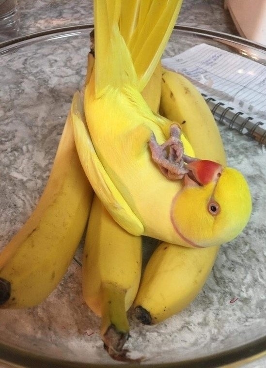 .