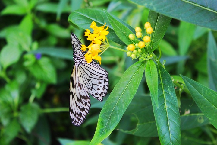 butterfly