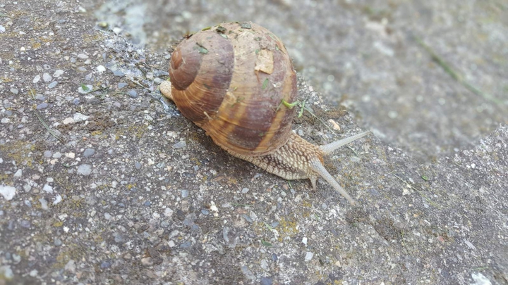snail?