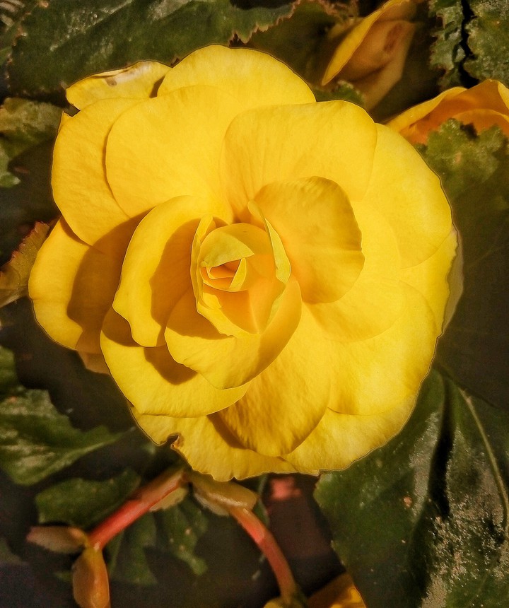 Begonia