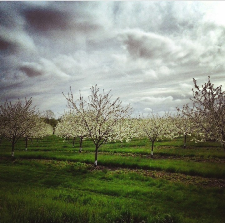 Dark Spring Skies