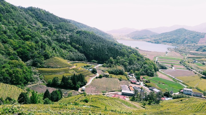 #farm #green tea