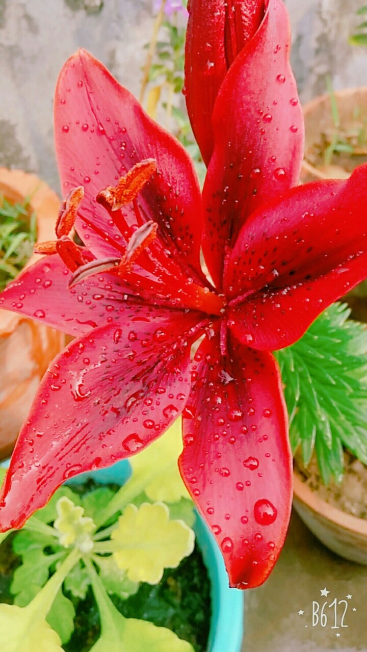 LILY
