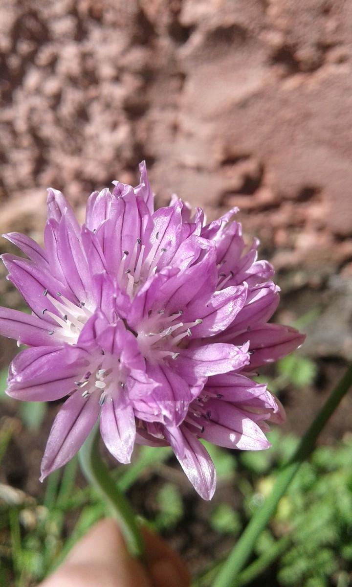 cibullete