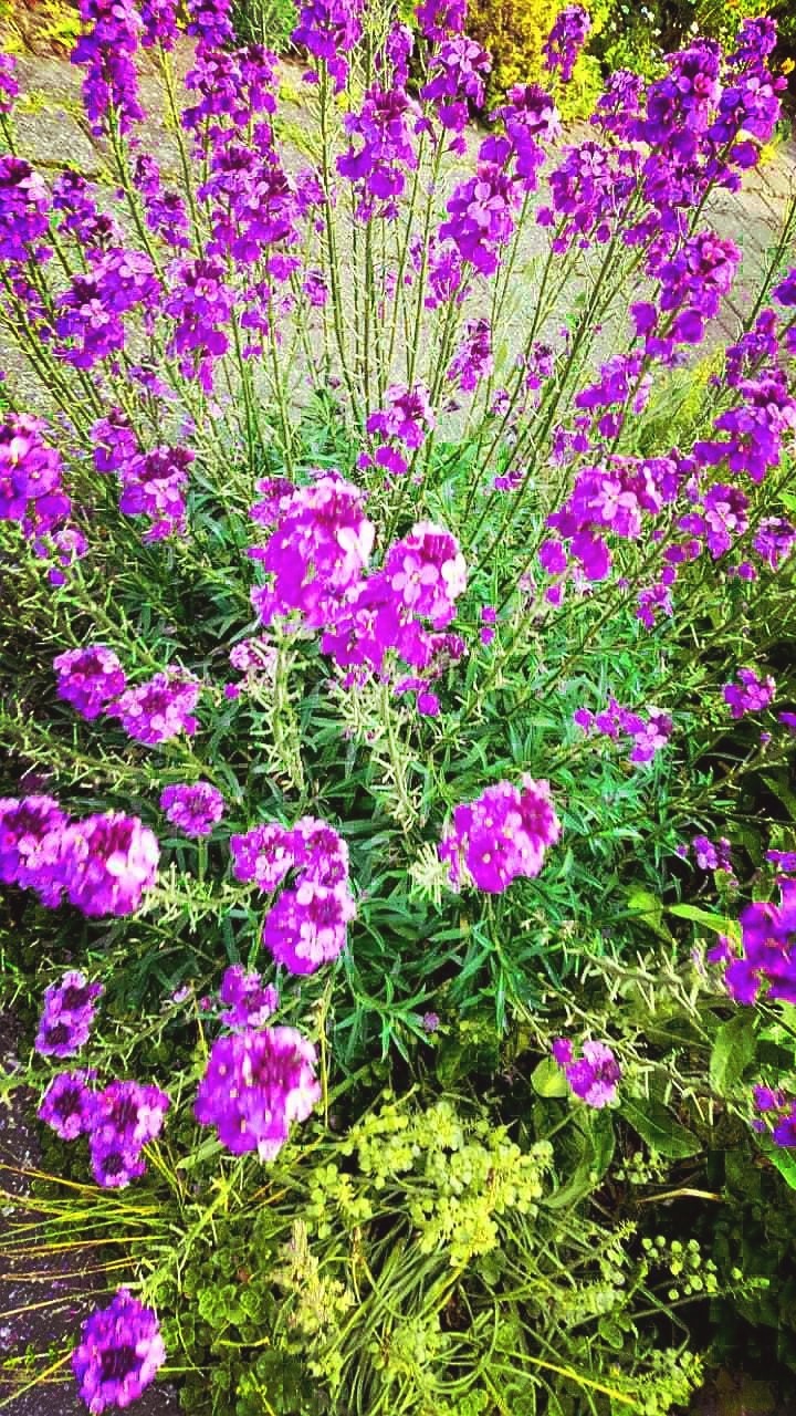 Blumen