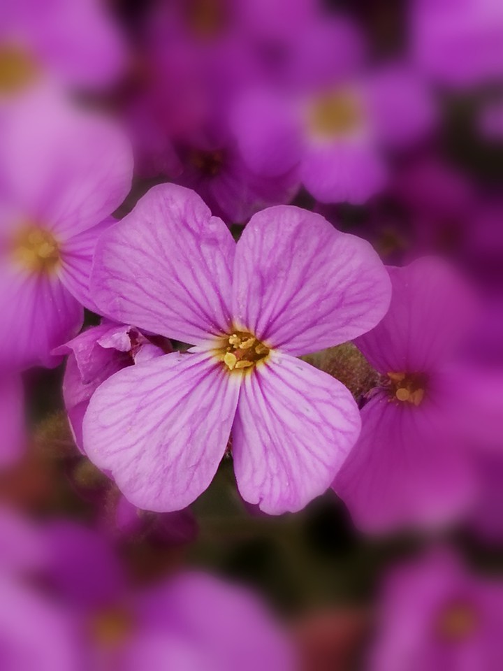 Blaukissen, Aubrieta
