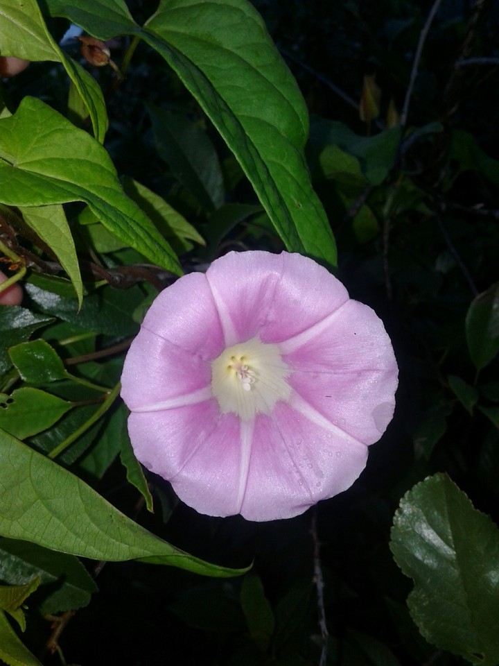 Bindweed