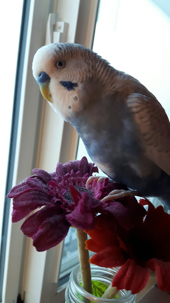 He loves the flowers