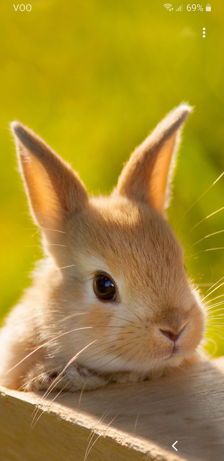 bunny