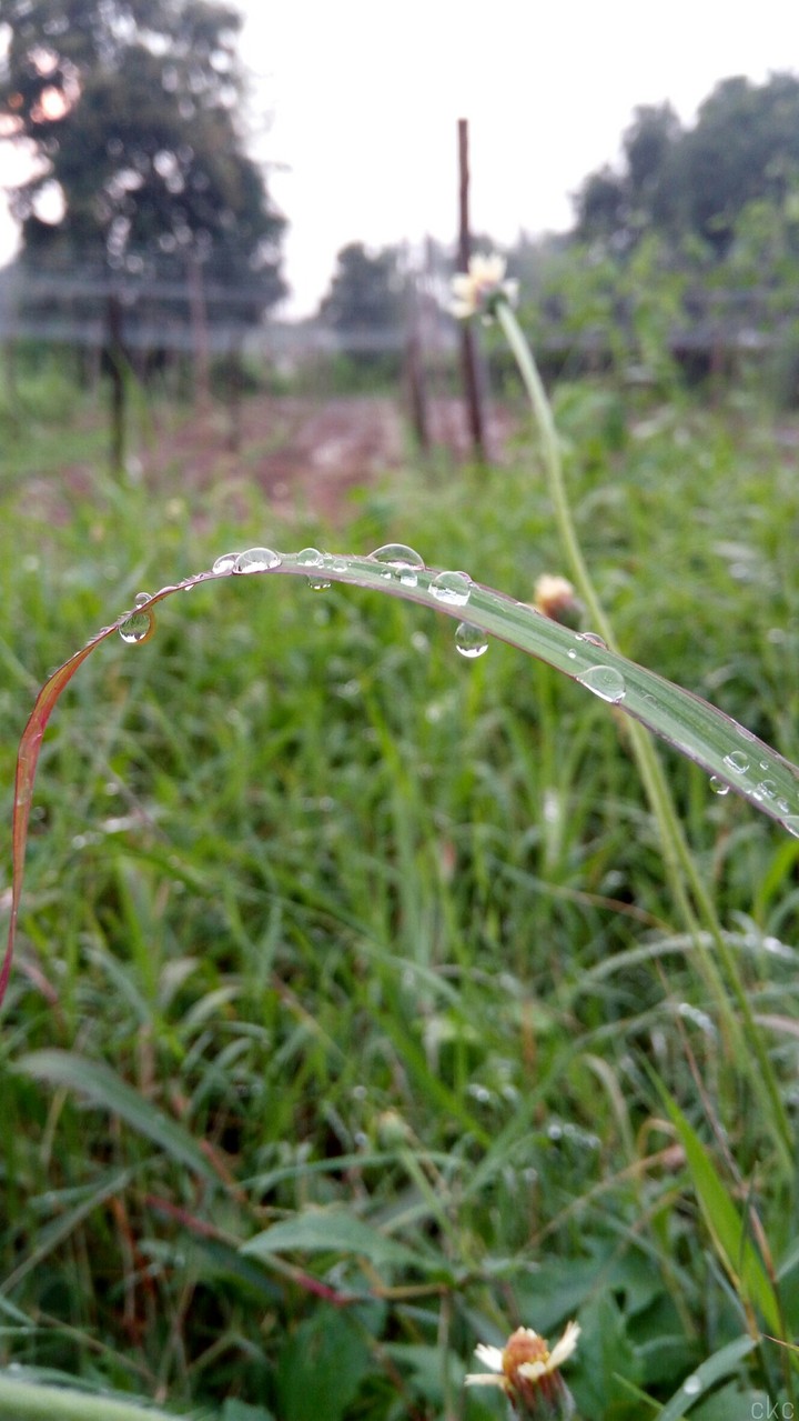 rain drops