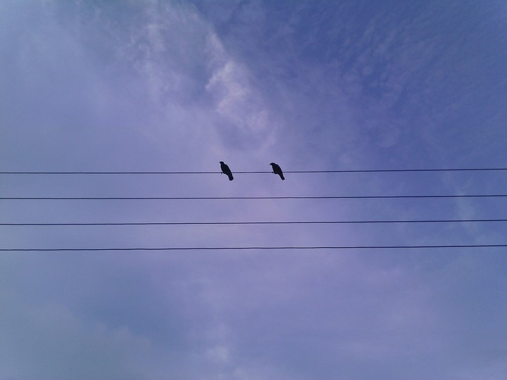 Two Birds
