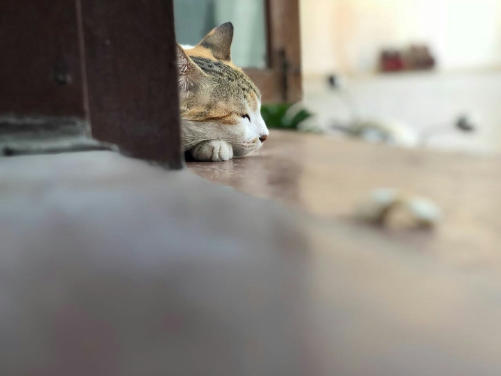 love cats