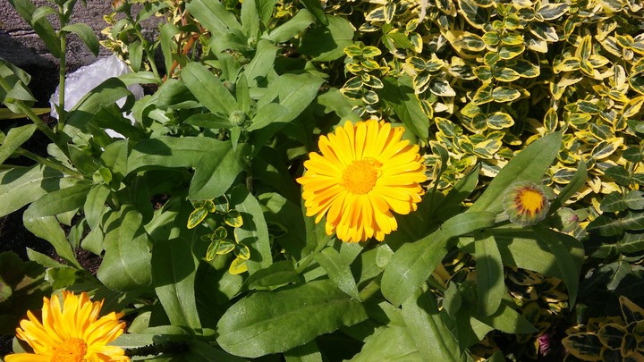 Yellow Flower