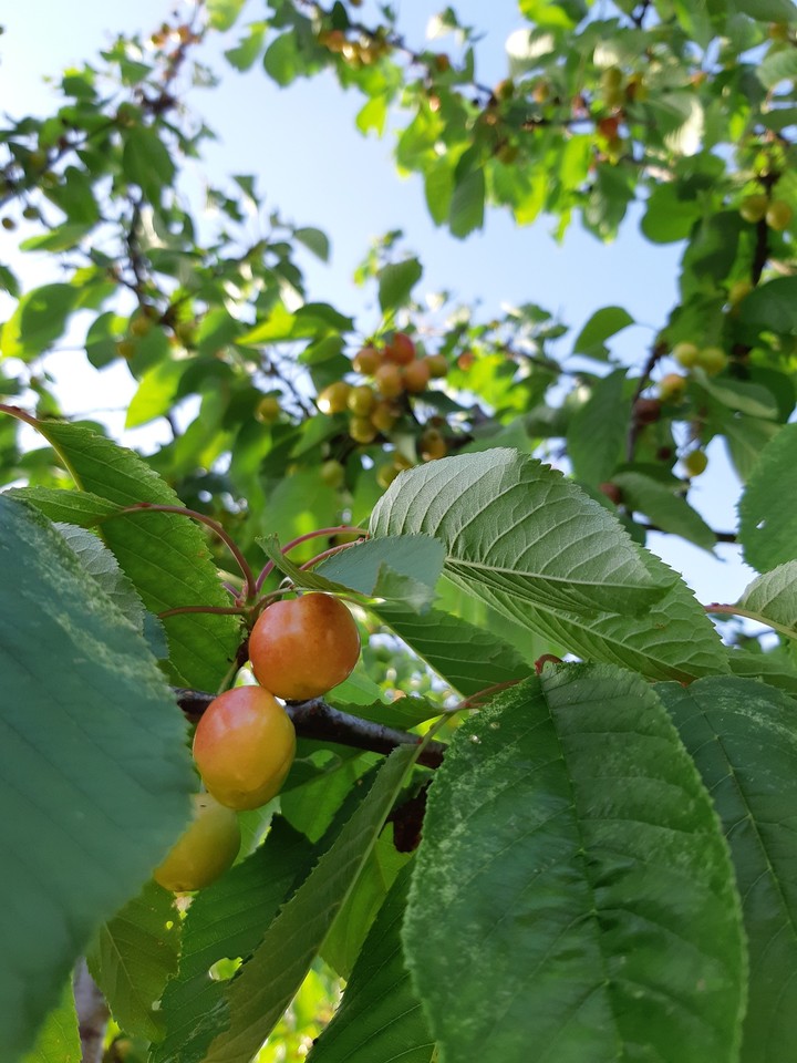 cherry