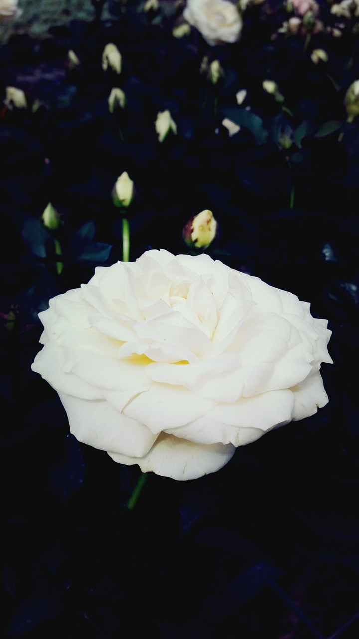white flower