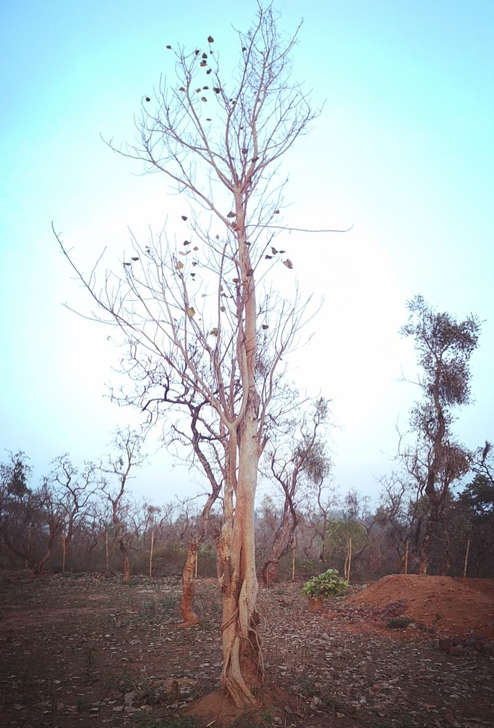 tree