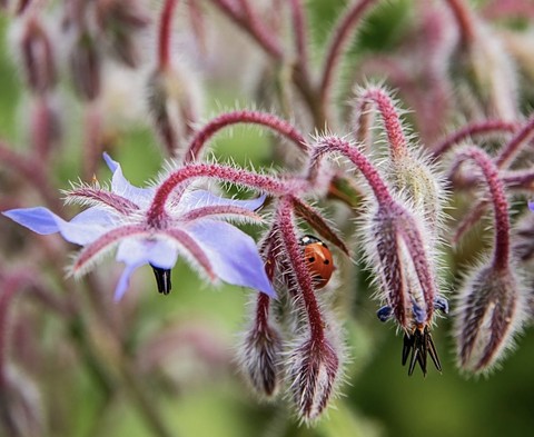 borages, wildflower wallpapers