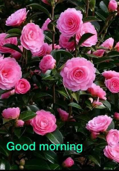good morning