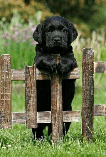 my new dog Avita