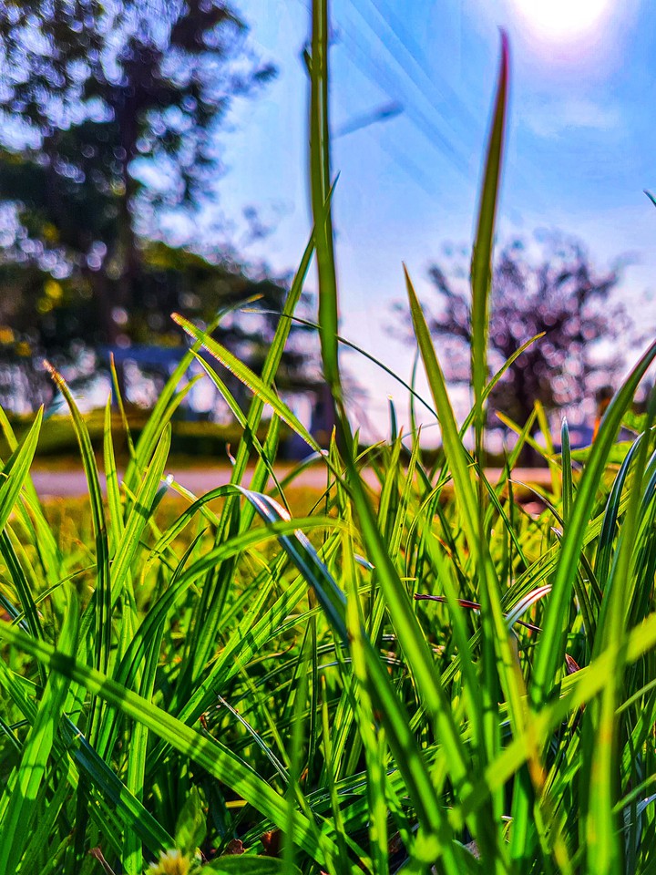 Grass is always greener if you water them!