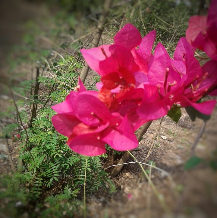 Forest pink