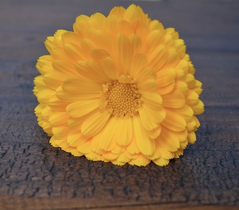 sfondi marigolds, forb
