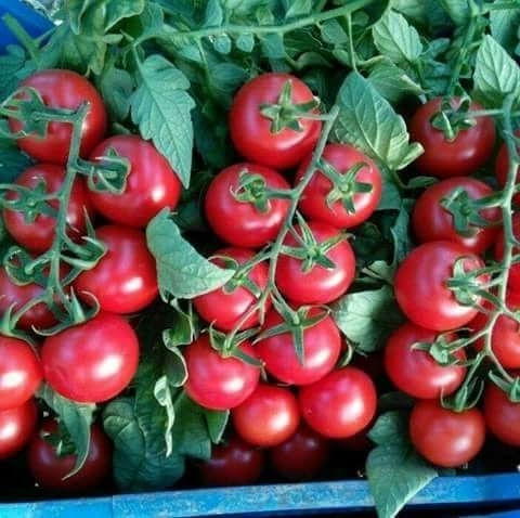 tomato