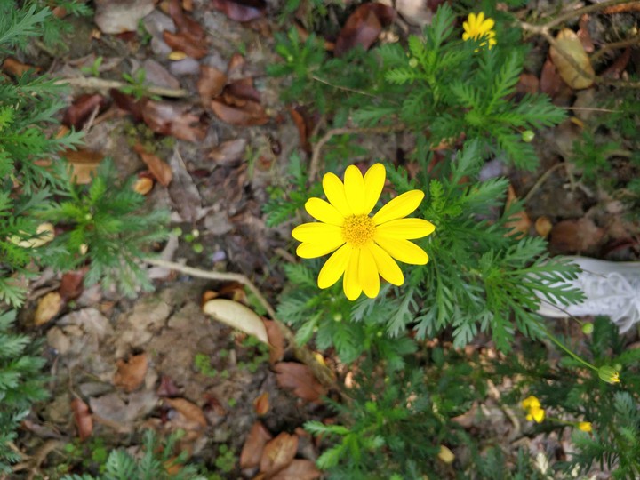 黄金菊 camomile