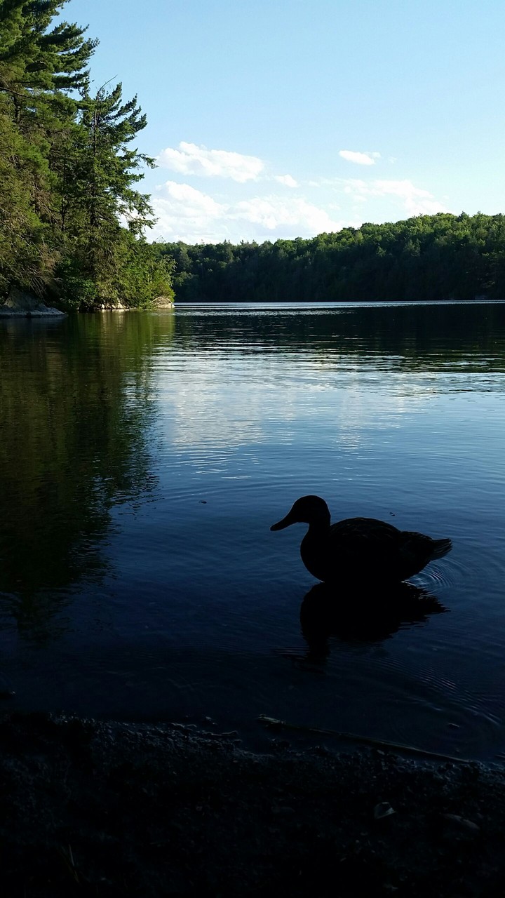 Lake scenery with a duck