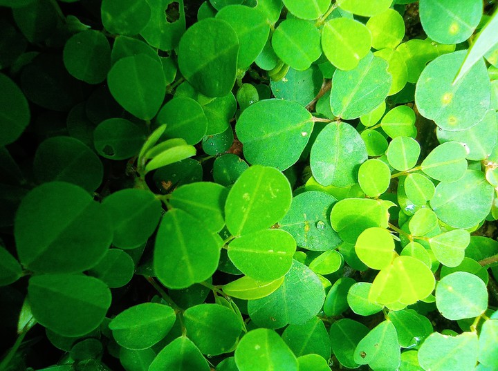 Greeny?