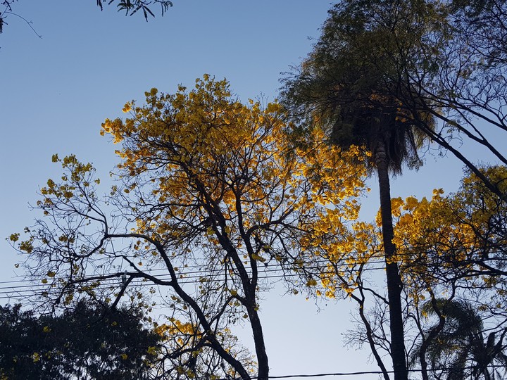 Ipê-Amarelo