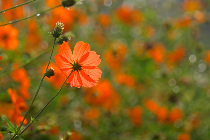 flor naranja