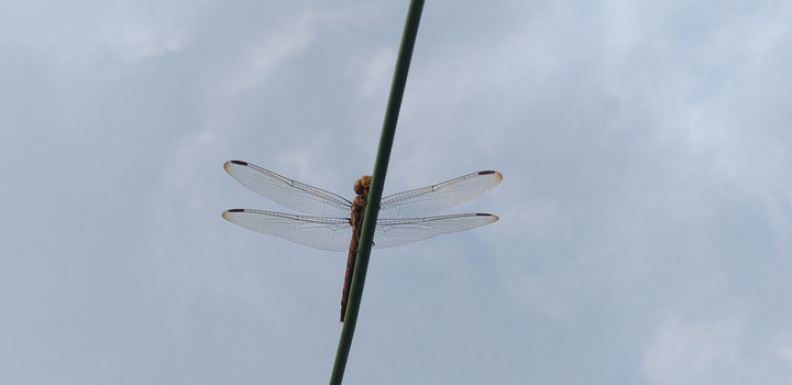 perfect landing 2