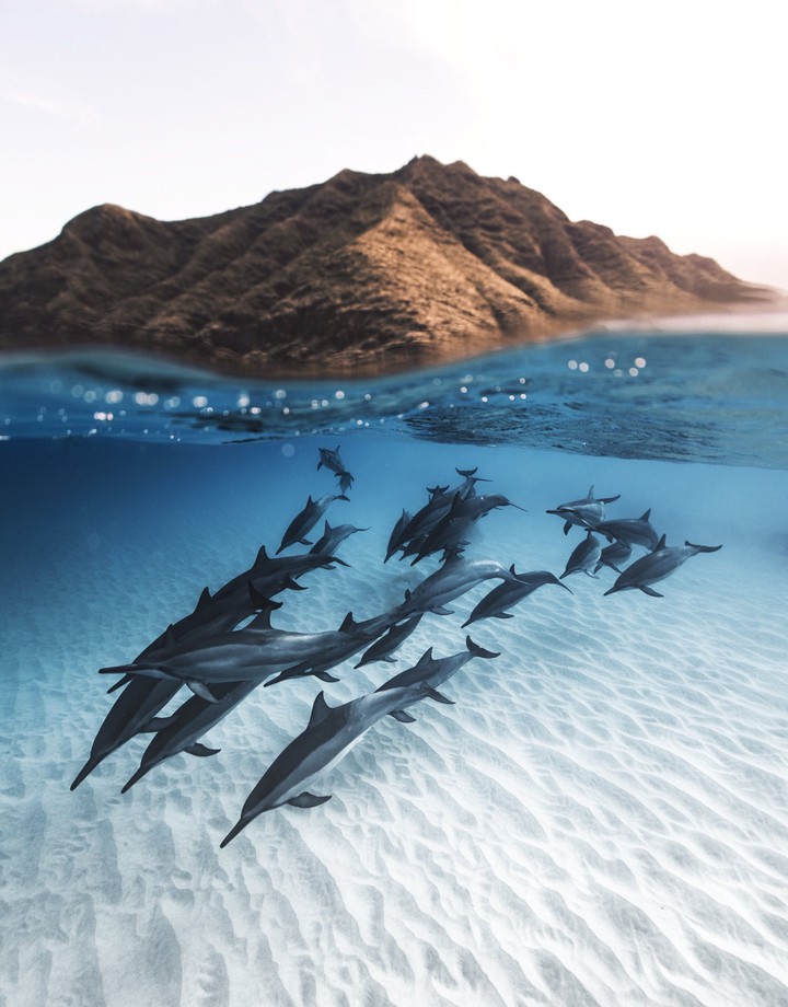 dolfins