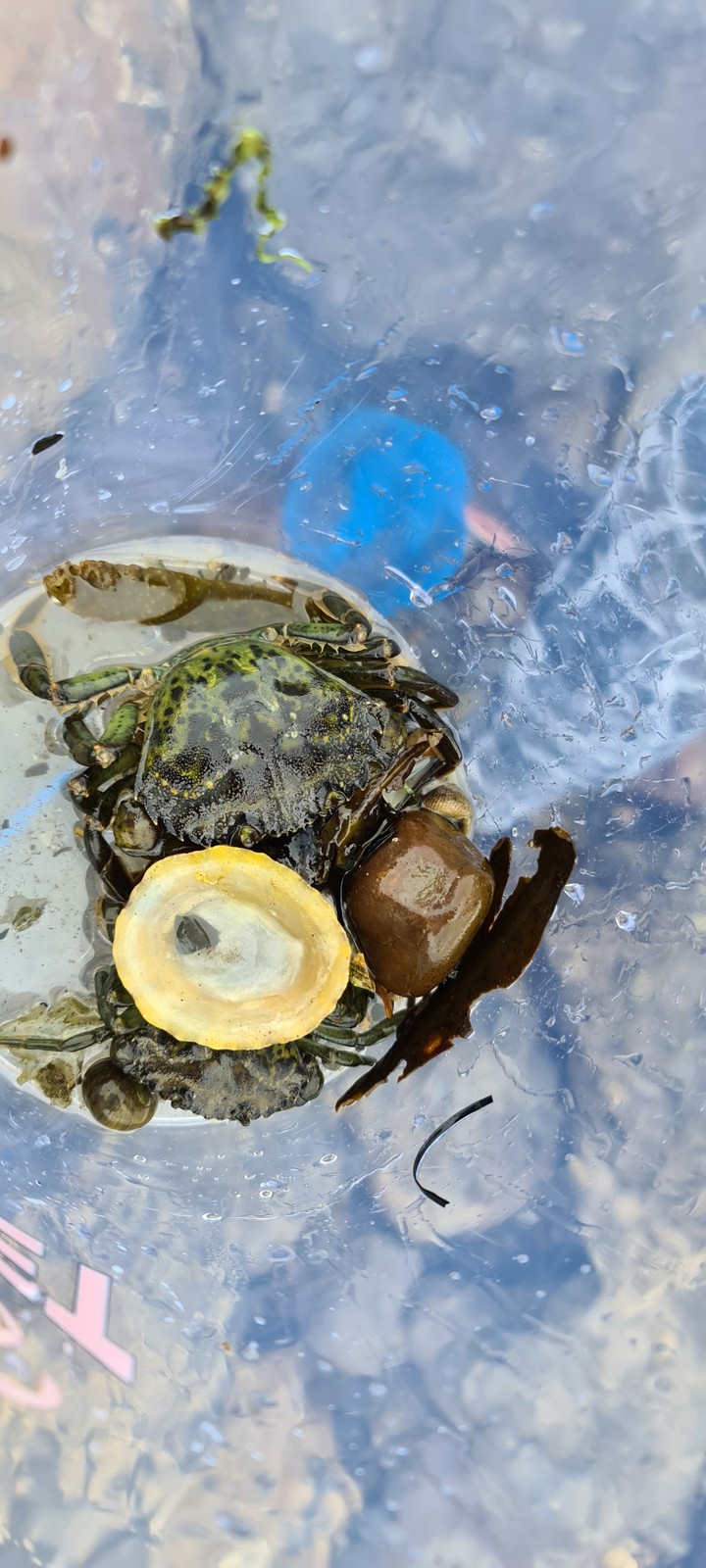 Crab in a bucket