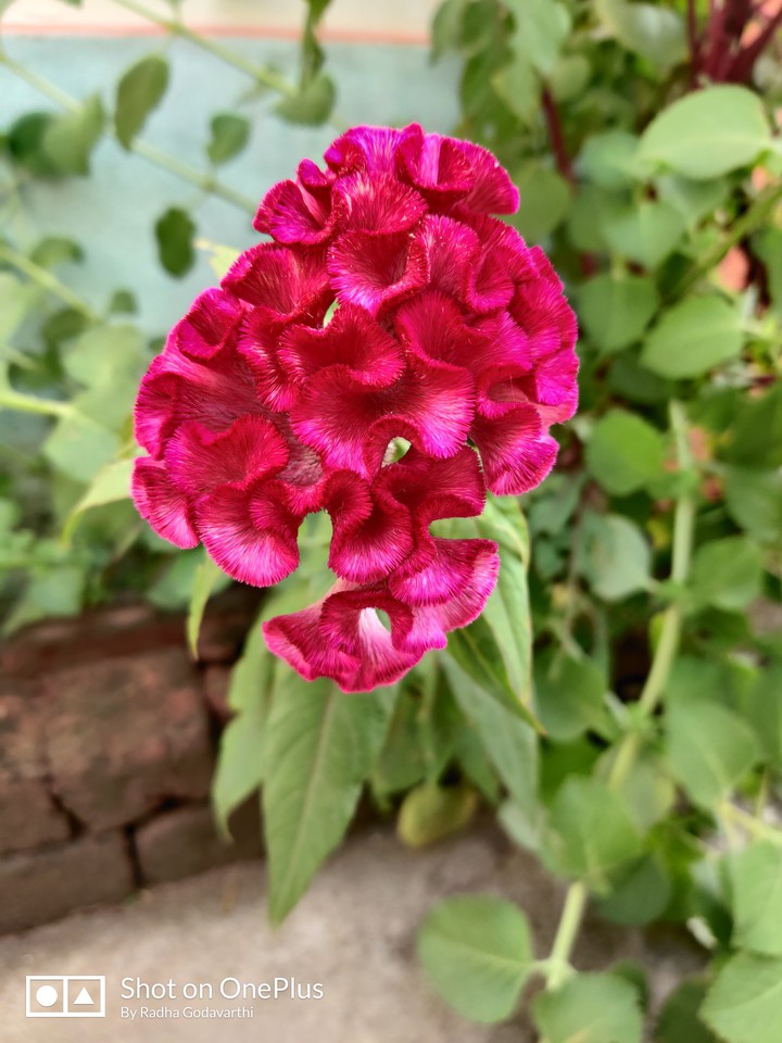 Came across this beautiful Flower on my way to College...
