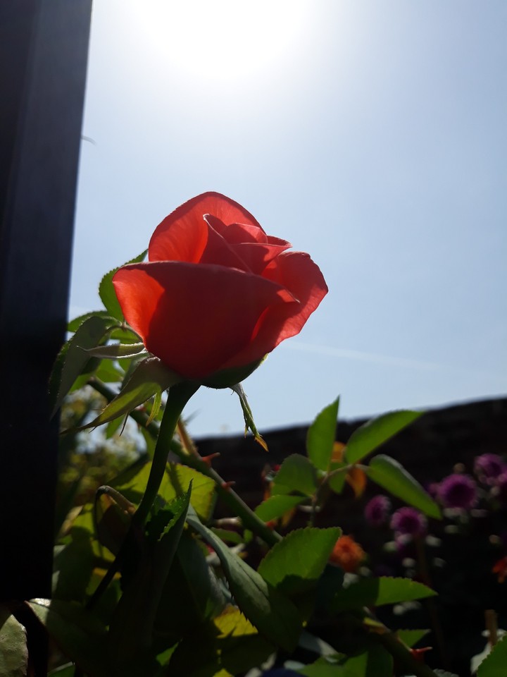 photo from my garden