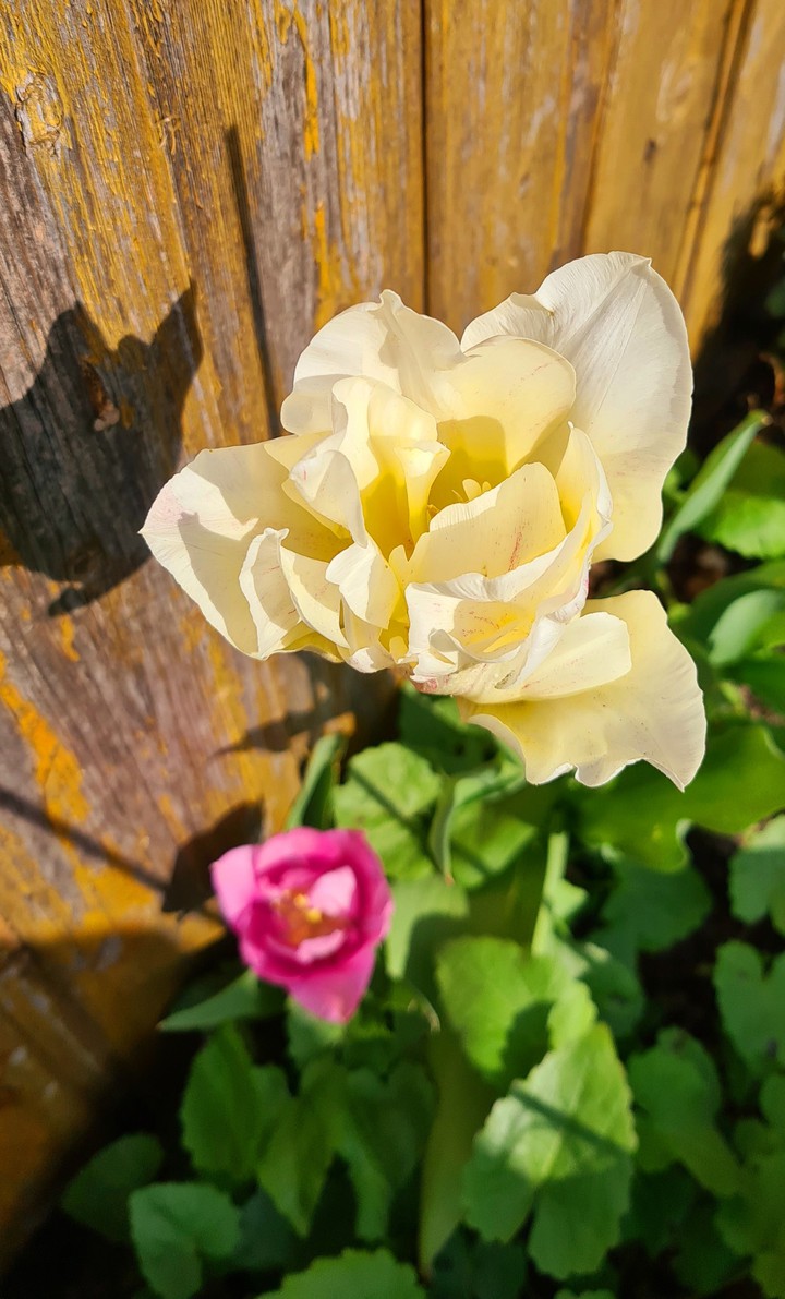 Blumen