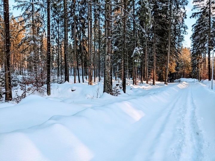 winter forest
