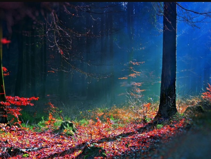 colourful forest