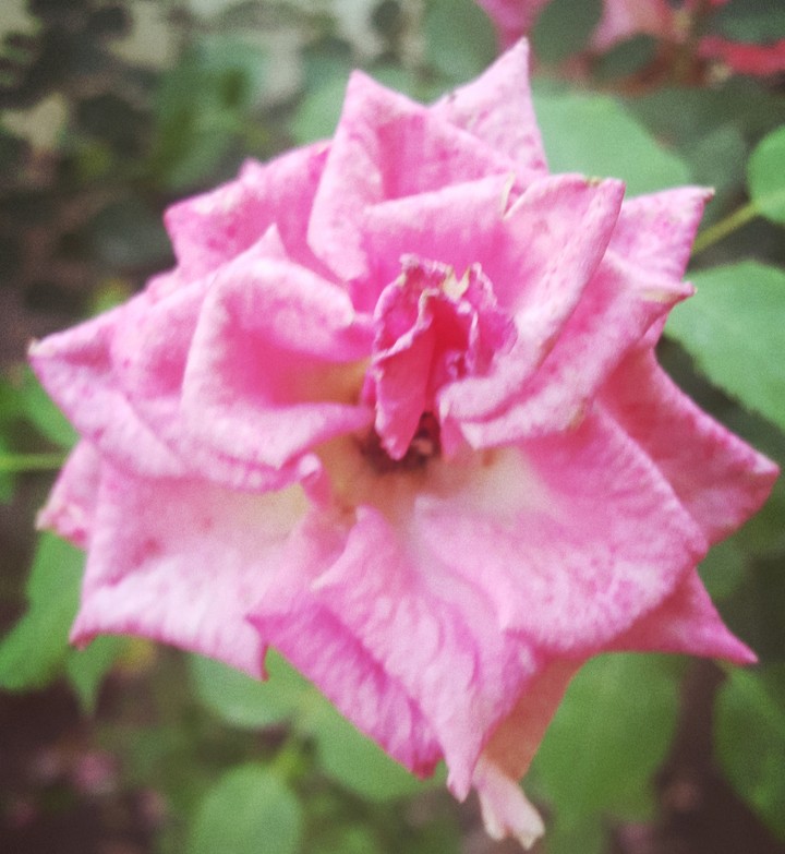 pink rose