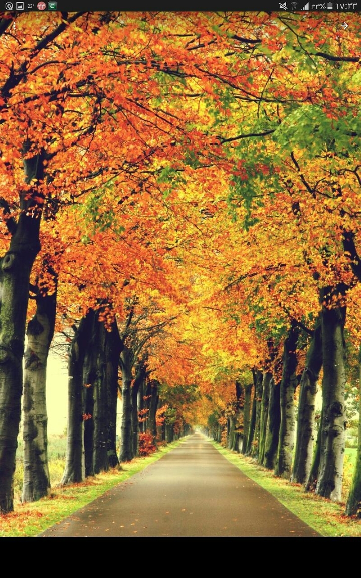 roud tree